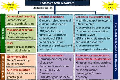 Germplasm, Breeding, and Genomics in Potato Improvement of Biotic and Abiotic Stresses Tolerance